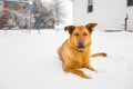 German Shepherd Laying in the Snow Royalty Free Stock Photo