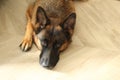 German shepherd laying on theground