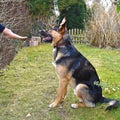 German shepherd learns commands from his owner