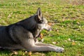 the German shepherd lies on the grass in autumn. Dog yawn Royalty Free Stock Photo