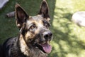 German shepherd looking above with cute face and playful. Green and grass background. Domestic animal, friendship concept