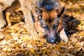 German shepherd looks for object.