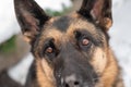 The German Shepherd looks at the owner with devotion in his eyes