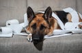 Dog indulged little when left alone at home and ate several rolls of toilet paper. Charming guilty pet with sad eyes. German Royalty Free Stock Photo