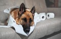 Dog indulged little when left alone at home and ate several rolls of toilet paper. Charming guilty pet with sad eyes. German Royalty Free Stock Photo