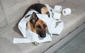 Dog indulged little when left alone at home and ate several rolls of toilet paper. Charming guilty pet with sad eyes. German Royalty Free Stock Photo