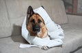 Dog indulged little when left alone at home and ate several rolls of toilet paper. Charming guilty pet with sad eyes. German Royalty Free Stock Photo