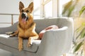 German shepherd lying on sofa Royalty Free Stock Photo