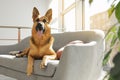 German shepherd lying on sofa Royalty Free Stock Photo