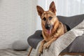 German shepherd lying on sofa Royalty Free Stock Photo
