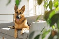 German shepherd lying on sofa in room Royalty Free Stock Photo