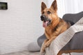 German shepherd lying on sofa Royalty Free Stock Photo