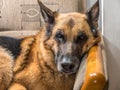 German Shepherd lying on sofa Royalty Free Stock Photo