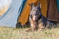 German Shepherd lying at the vestibule of tent