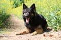 Beautiful german shepherd is lying in a yellow rape seed field in the sunshine