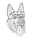 German Shepherd male big head ears tongue stick out