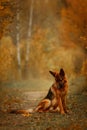 German shepherd male dog walking outdoor in autumn forest Royalty Free Stock Photo