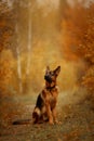 German shepherd male dog walking outdoor in autumn forest Royalty Free Stock Photo