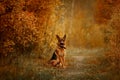 German shepherd male dog walking outdoor in autumn forest Royalty Free Stock Photo