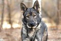 German Shepherd Malinois mix breed dog outside on collar and leash Royalty Free Stock Photo