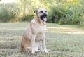 German Shepherd Mastiff mixed breed dog Royalty Free Stock Photo