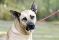 German Shepherd Mastiff mixed breed dog Royalty Free Stock Photo