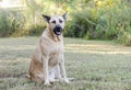 German Shepherd Mastiff mixed breed dog Royalty Free Stock Photo