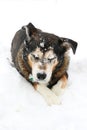 German Shepherd Mix Breed Dog with Snow on his Face Outside in Winter Royalty Free Stock Photo