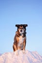 German Shepherd Mix Breed Dog Standing On Large Snow Bank On Winter Day