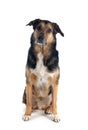 german shepherd mix breed Royalty Free Stock Photo