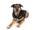 german shepherd mix breed Royalty Free Stock Photo