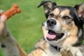 German Shepherd Mix Dog Begging for Treat Royalty Free Stock Photo