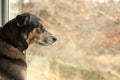 German Shepherd Mix Dog Looking Out Window Royalty Free Stock Photo