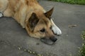 German Shepherd Mix Dog on Sidewalk