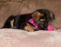 German shepherd mix puppy wearing a bow tie lying down with a ball