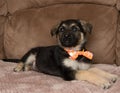 German shepherd mix puppy wearing a bow tie lying down looking up Royalty Free Stock Photo