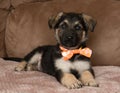 German shepherd mix puppy wearing a bow tie lying down