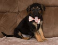 German shepherd mix puppy wearing a bow tie sitting and yawning Royalty Free Stock Photo