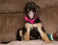 German shepherd mix puppy wearing a pink bow tie sitting down and yawning Royalty Free Stock Photo