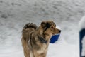 German Shepherd Mix in the Snow Royalty Free Stock Photo