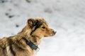 German Shepherd Mix in the Snow Royalty Free Stock Photo