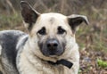 German Shepherd mixed breed dog adoption photo
