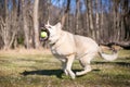 A German Shepherd mixed breed dog catching a ball Royalty Free Stock Photo
