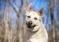 A German Shepherd mixed breed dog with a head tilt Royalty Free Stock Photo