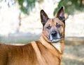 A German Shepherd mixed breed dog looking alert Royalty Free Stock Photo