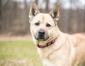 A German Shepherd mixed breed dog outdoors Royalty Free Stock Photo