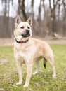 A German Shepherd mixed breed dog outdoors Royalty Free Stock Photo