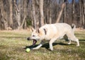 A German Shepherd mixed breed dog playing with a ball Royalty Free Stock Photo