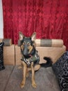 German Shepherd 14 months old female puppy sitting quietly over sofa Royalty Free Stock Photo