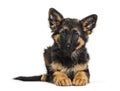 German Shepherd, 3 months old, in front of white background Royalty Free Stock Photo